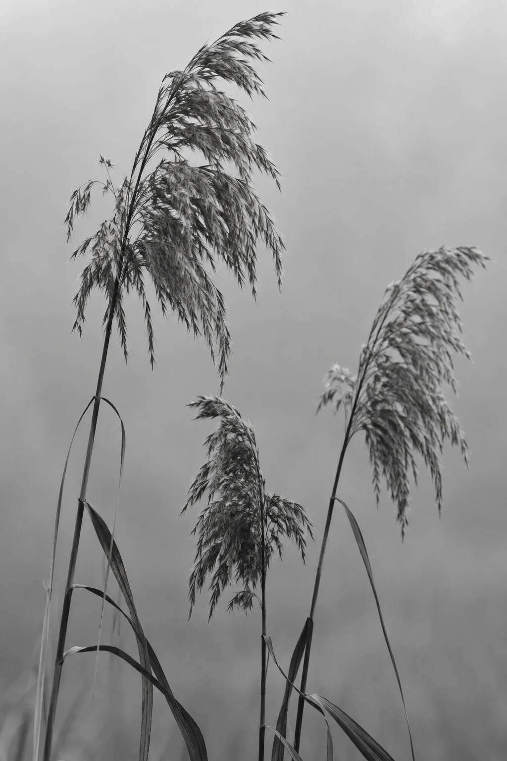 Three monochrome reed stems with uneven feathery heads on a fog-gray field.