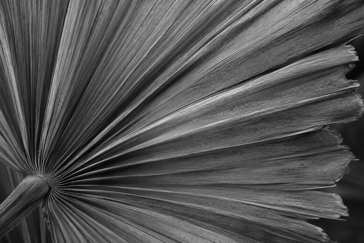 Monochrome close-up of a pleated fan-palm leaf with irregular edges and diagonal ribs.