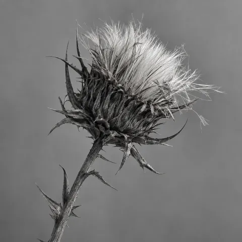 Black-and-white dried thistle with a fine pale tuft and rough dark bracts.