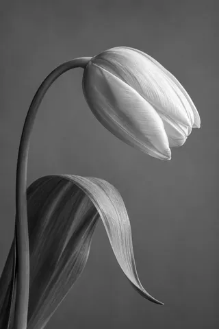 White-gray tulip on a bowed stem above a broad curling gray leaf.