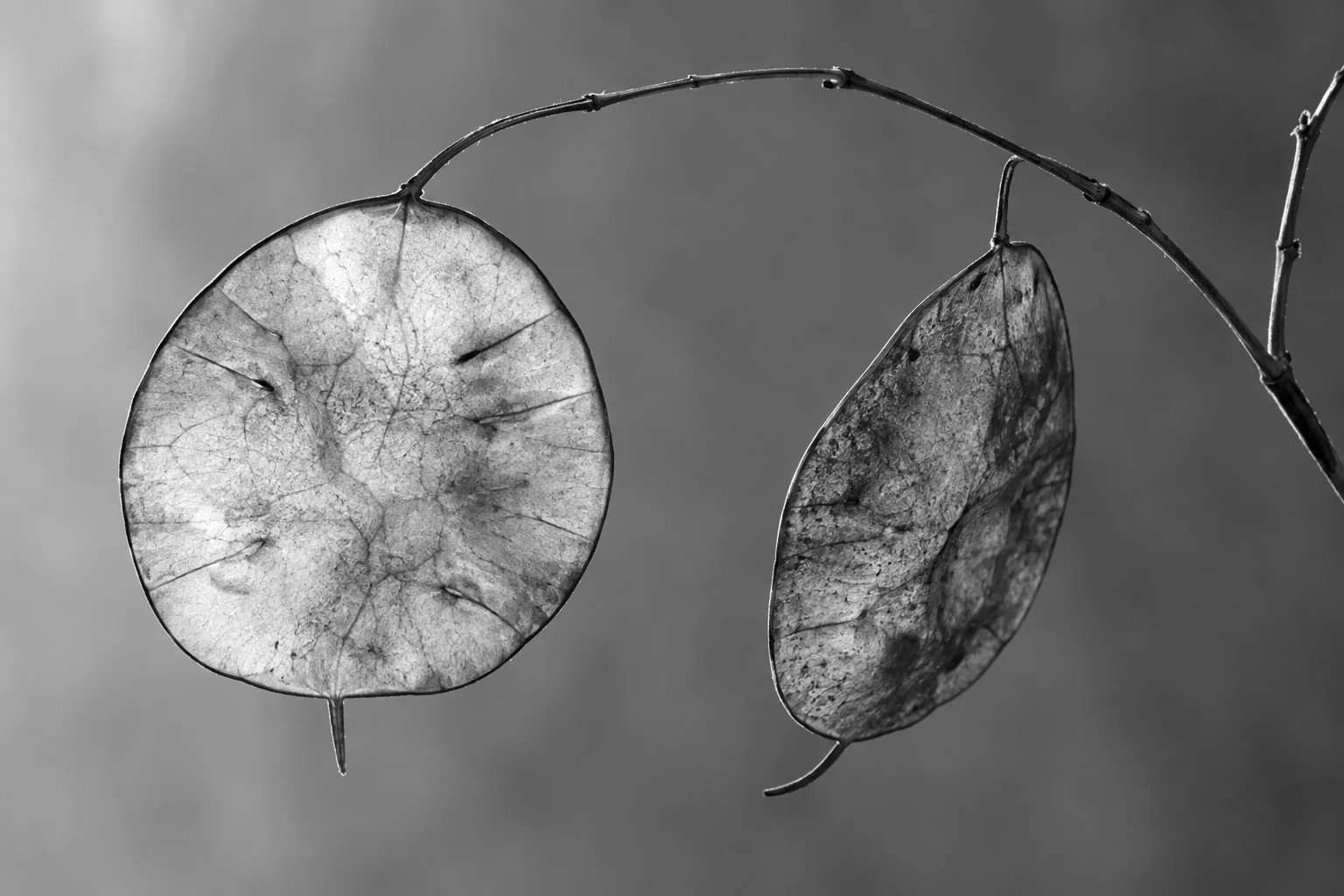 Two translucent dried seed pods on a curved twig in black and white.