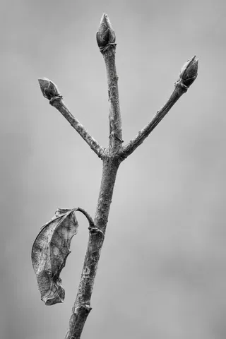 Monochrome forked twig with three buds and one curled leaf.