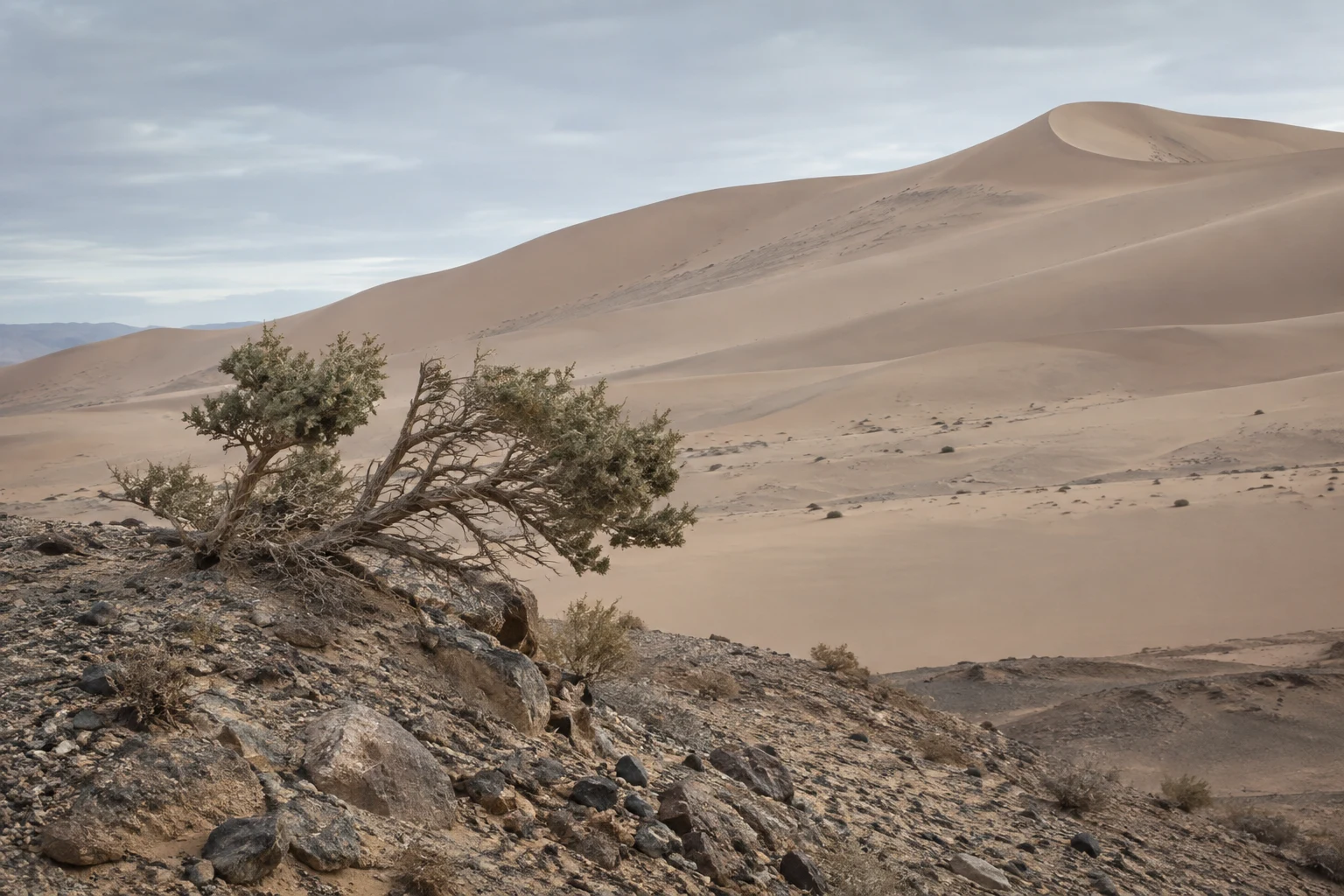 Weathered gray-green shrub on a rocky mound before a broad pale sand dune and cloudy sky.