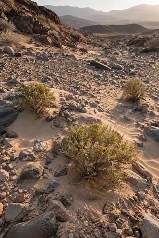 Three low shrubs growing in pale sand pockets among varied stones in a dry desert wash.