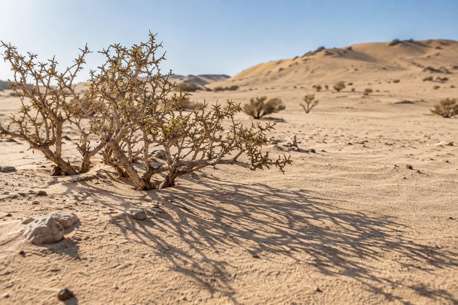 Thorny low desert shrub casting a long intricate shadow across pale sand with soft dunes behind.