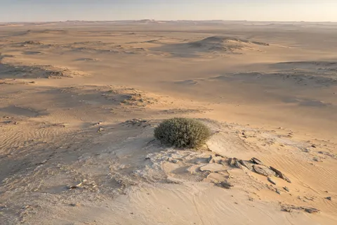 Single rounded gray-green shrub on a pale sandy hummock in a wide open desert basin.
