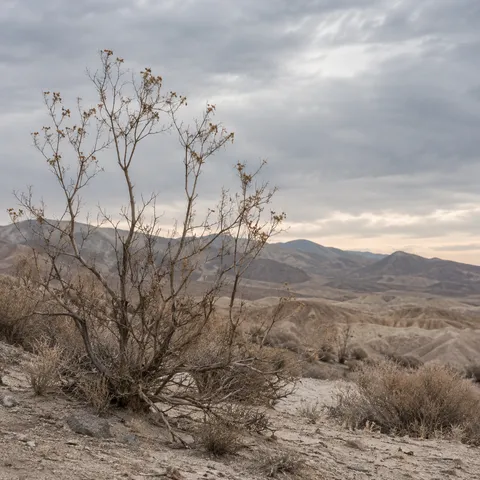 Bare branching desert scrub with a few dry tip remnants before pale eroded hills and a clouded sky.