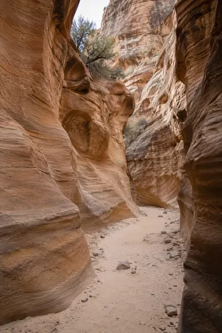 A pale sandy passage curves between tall rounded sandstone walls with shrubs near the opening above.