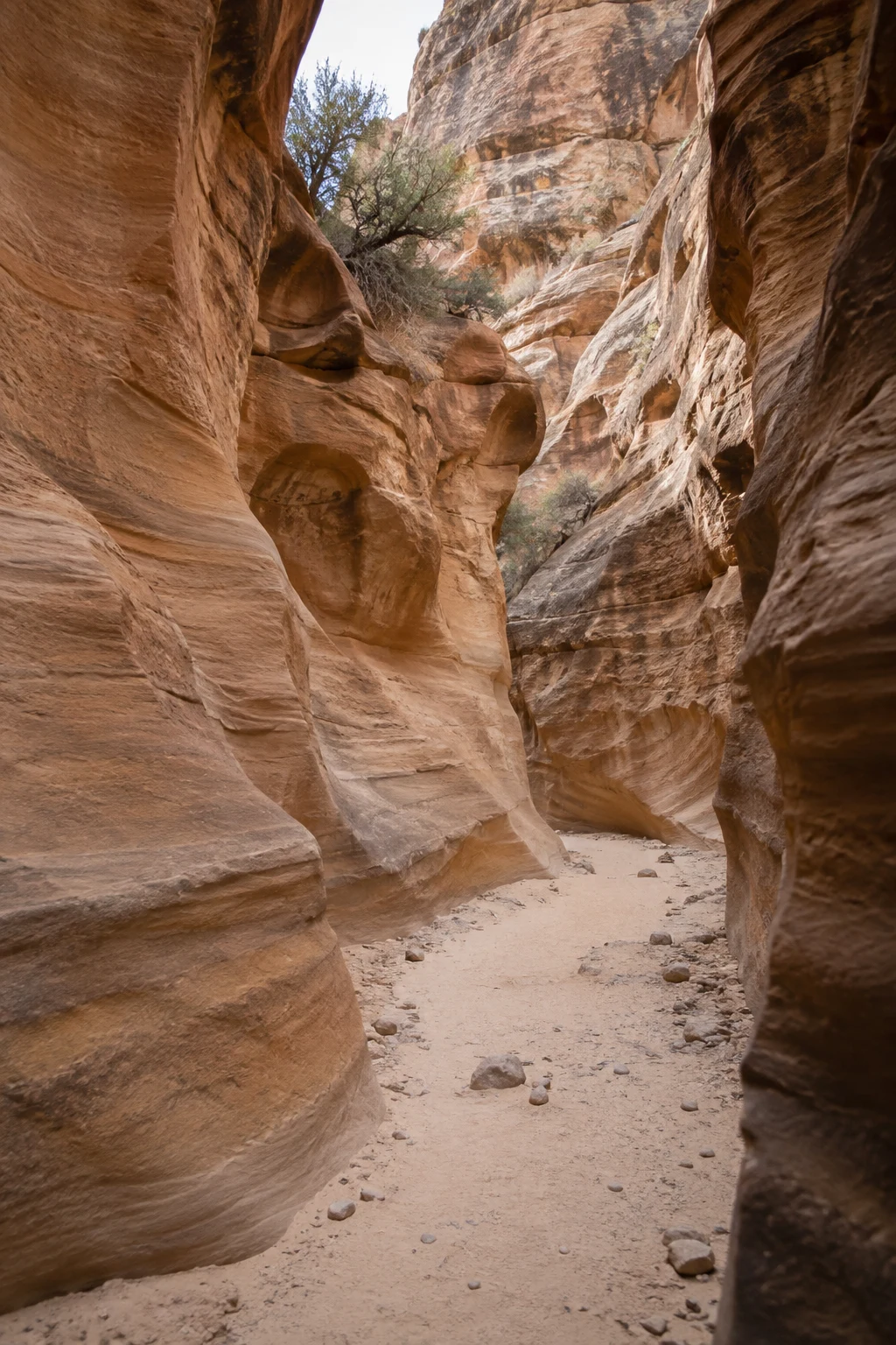 A pale sandy passage curves between tall rounded sandstone walls with shrubs near the opening above.