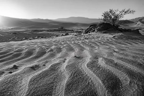 Black-and-white low view across irregular sand ripples toward a shrub, dark stones, and distant dunes.
