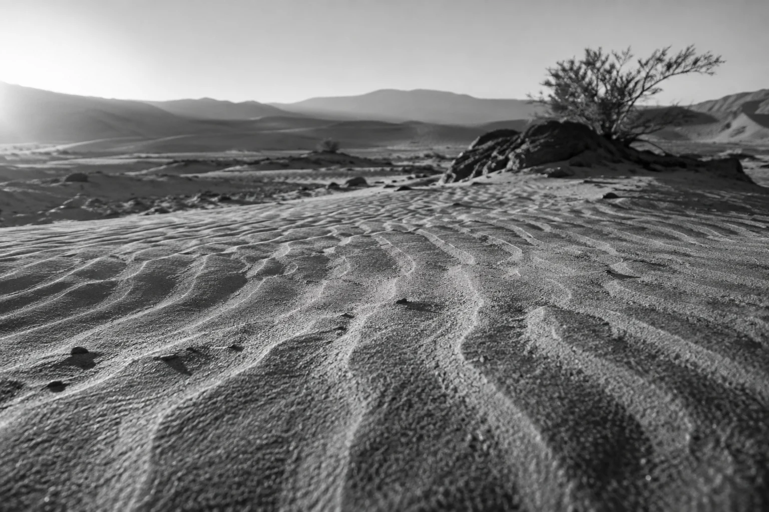 Black-and-white low view across irregular sand ripples toward a shrub, dark stones, and distant dunes.