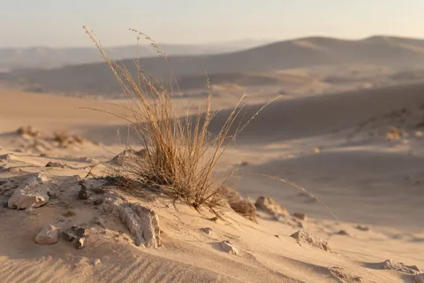 A tuft of fine dry grass with seed heads growing among pale stones on a sandy slope.