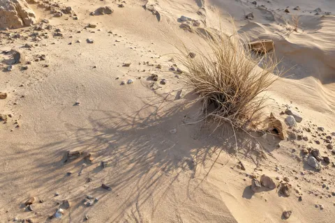 Overhead view of a dry grass clump and its long delicate shadow across pale sand and small stones.