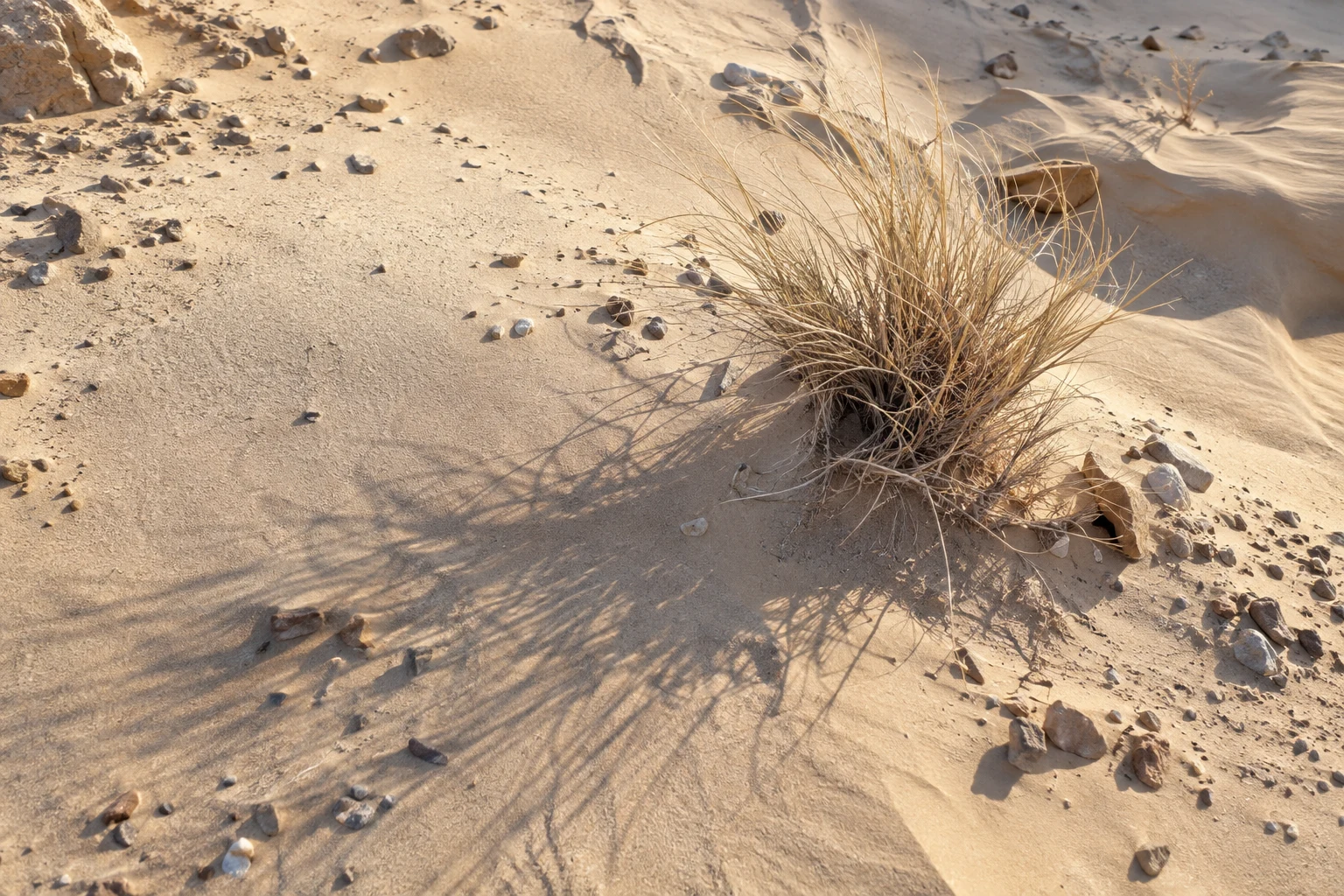 Overhead view of a dry grass clump and its long delicate shadow across pale sand and small stones.