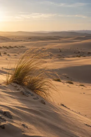 Leaning fine grass with golden seed heads on a sandy slope overlooking softly layered dunes.