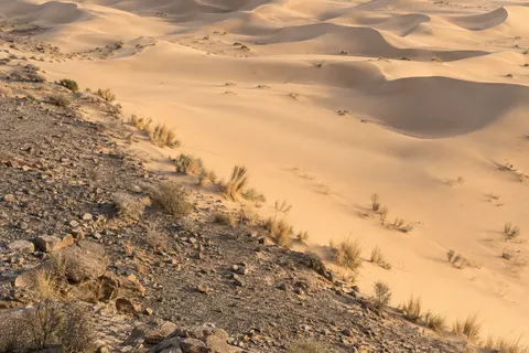 Sparse dry vegetation along a diagonal boundary between coarse gravel and soft desert sand.