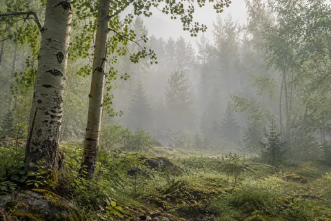 Two pale aspen trunks on the left of a mossy clearing and misty trees.
