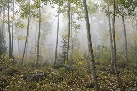 Slender aspens and yellow leaves above a rocky woodland floor in pale mist.