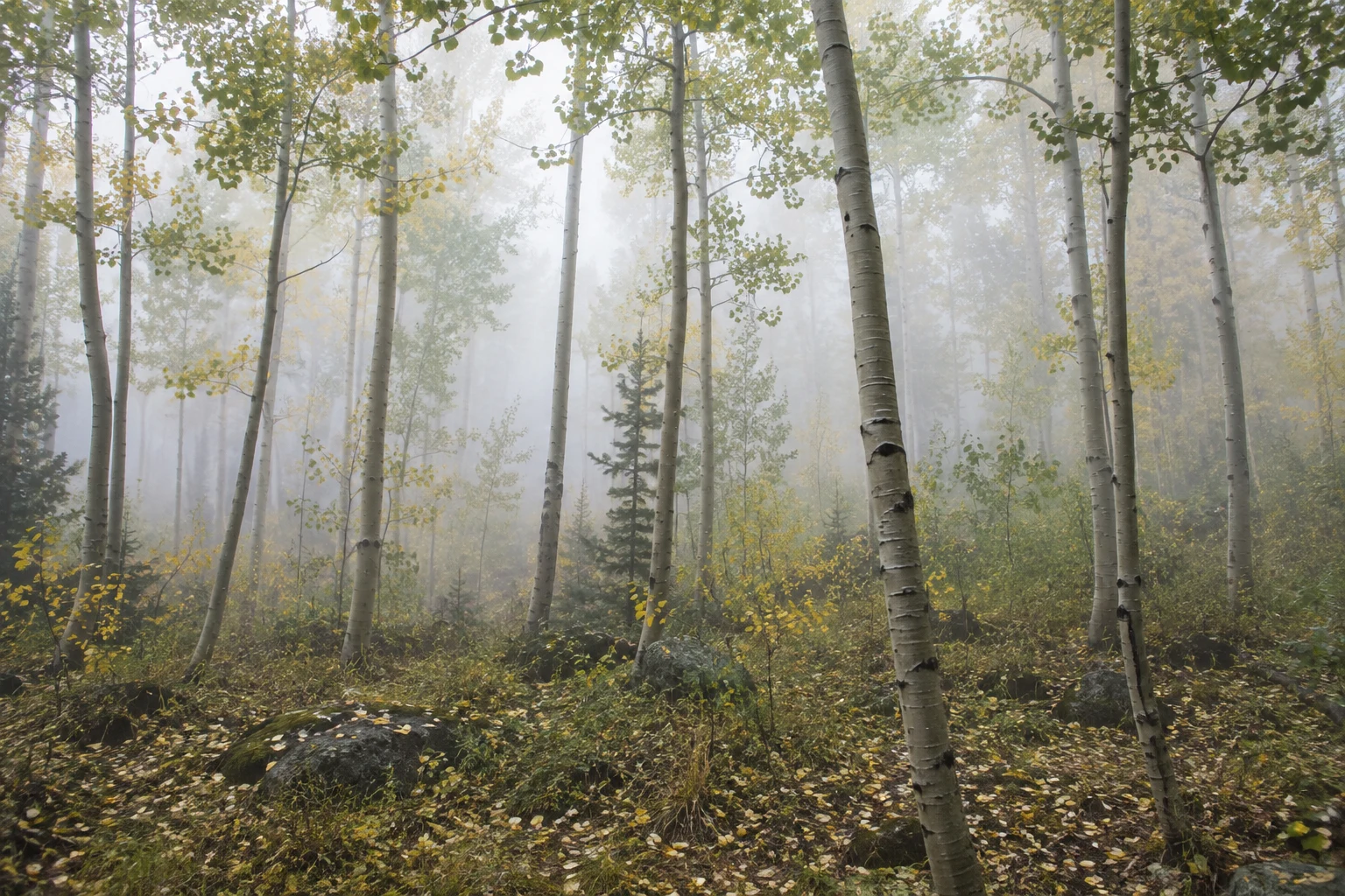 Slender aspens and yellow leaves above a rocky woodland floor in pale mist.