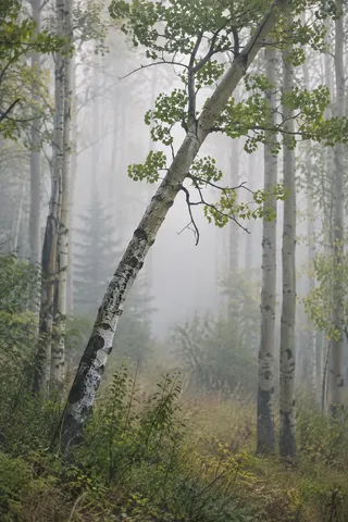 Leaning aspen trunk crosses a misty woodland opening above low green plants.