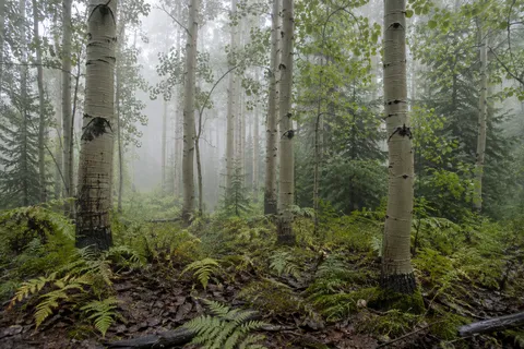 Aspen trunks over a fern-covered woodland floor with conifers and mist behind.