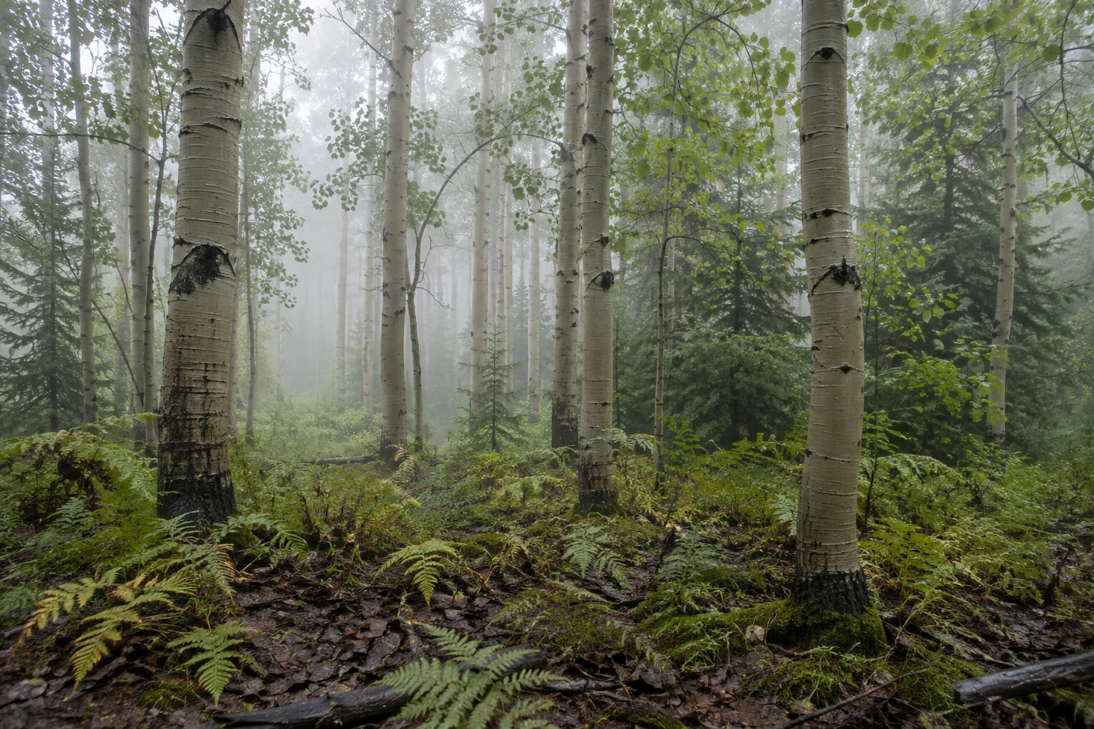 Aspen trunks over a fern-covered woodland floor with conifers and mist behind.