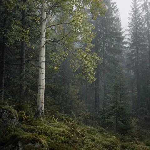 One pale aspen on a mossy slope against dark conifers and soft woodland mist.