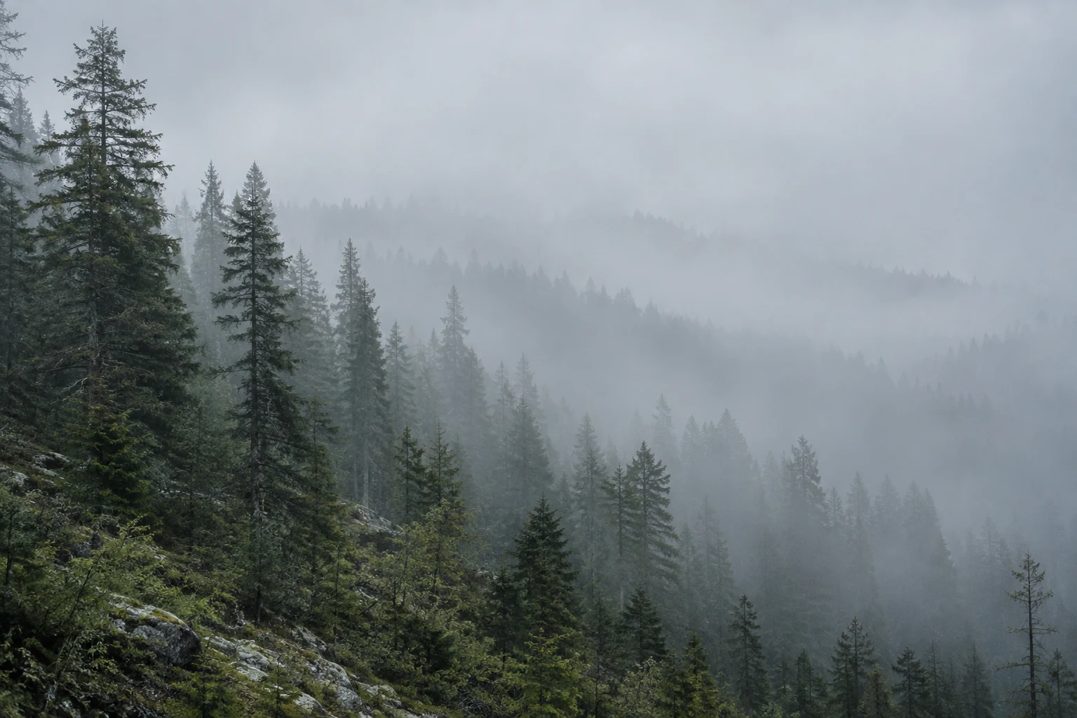 Conifers on a rocky green slope with several forest ridges fading into gray fog.