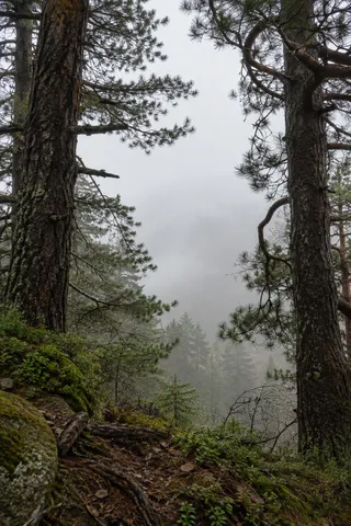 Two dark pine trunks and irregular branches frame a foggy forest opening.
