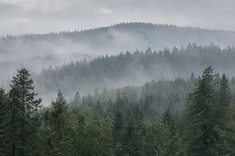 Three layers of evergreen-covered ridges separated by low pale mist.