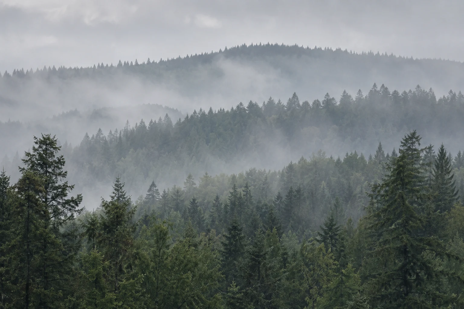 Three layers of evergreen-covered ridges separated by low pale mist.
