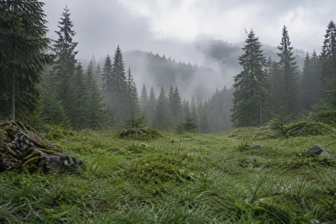 Wet grassy clearing with scattered stones before conifers and misty wooded slopes.