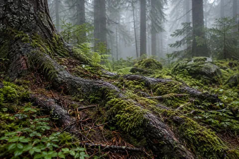 Low view of connected wet tree roots among moss, needles and small plants with misty trunks behind.