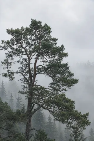 Irregular tall pine crown and connected branches against pale fog and distant trees.