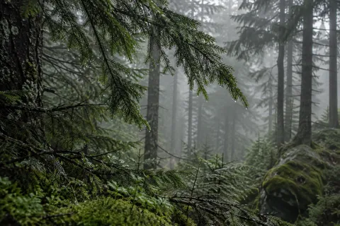 Wet hanging evergreen branches over moss and a fallen log in a foggy forest.
