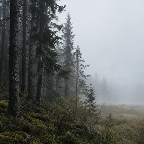 Dark evergreen woodland edge beside an open foggy field, with moss and low plants below.