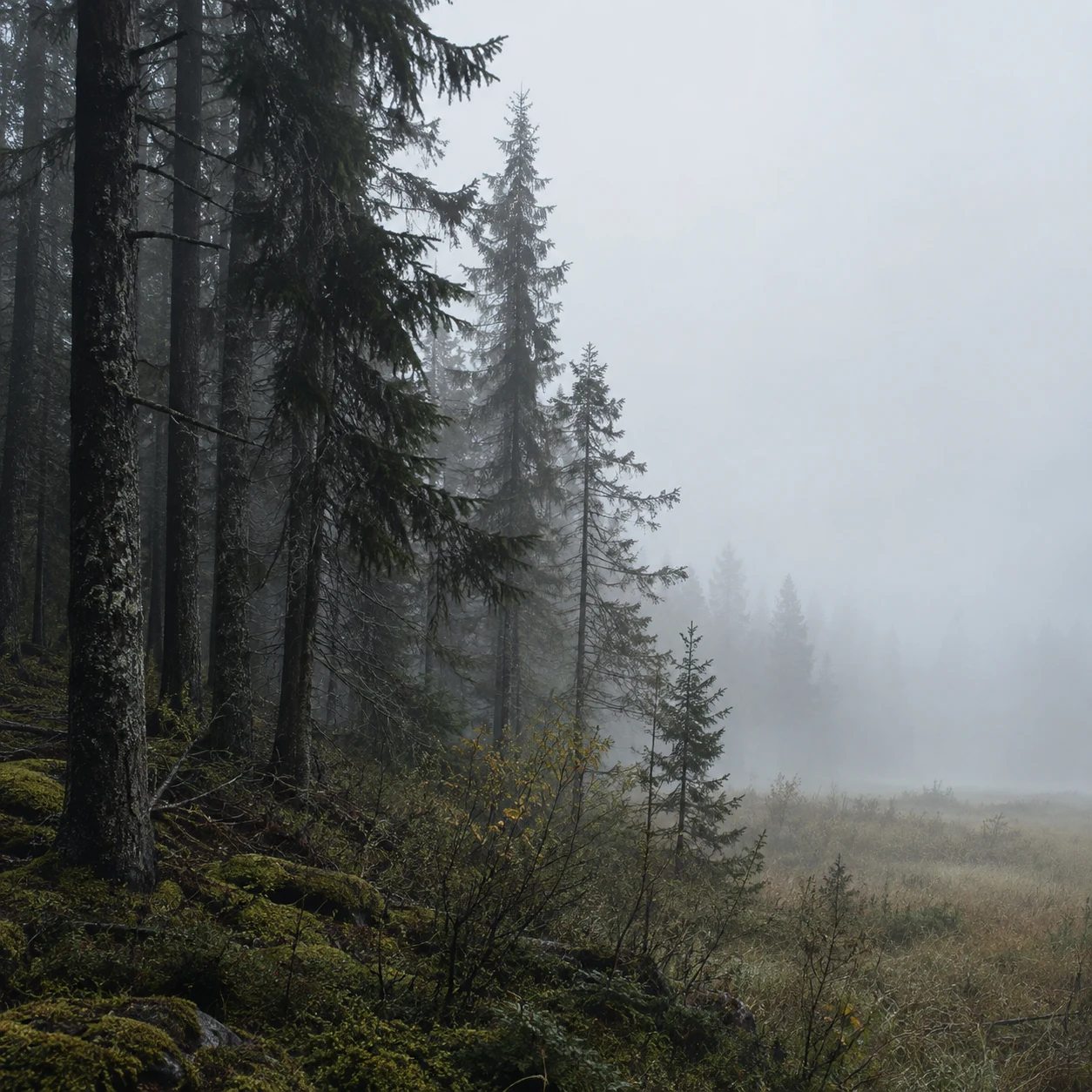 Dark evergreen woodland edge beside an open foggy field, with moss and low plants below.