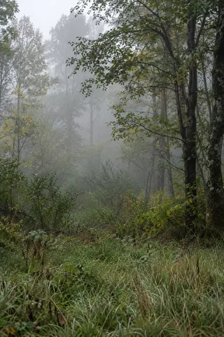 Damp grassy edge before mixed deciduous trees in mist, with dark trunks on the right.