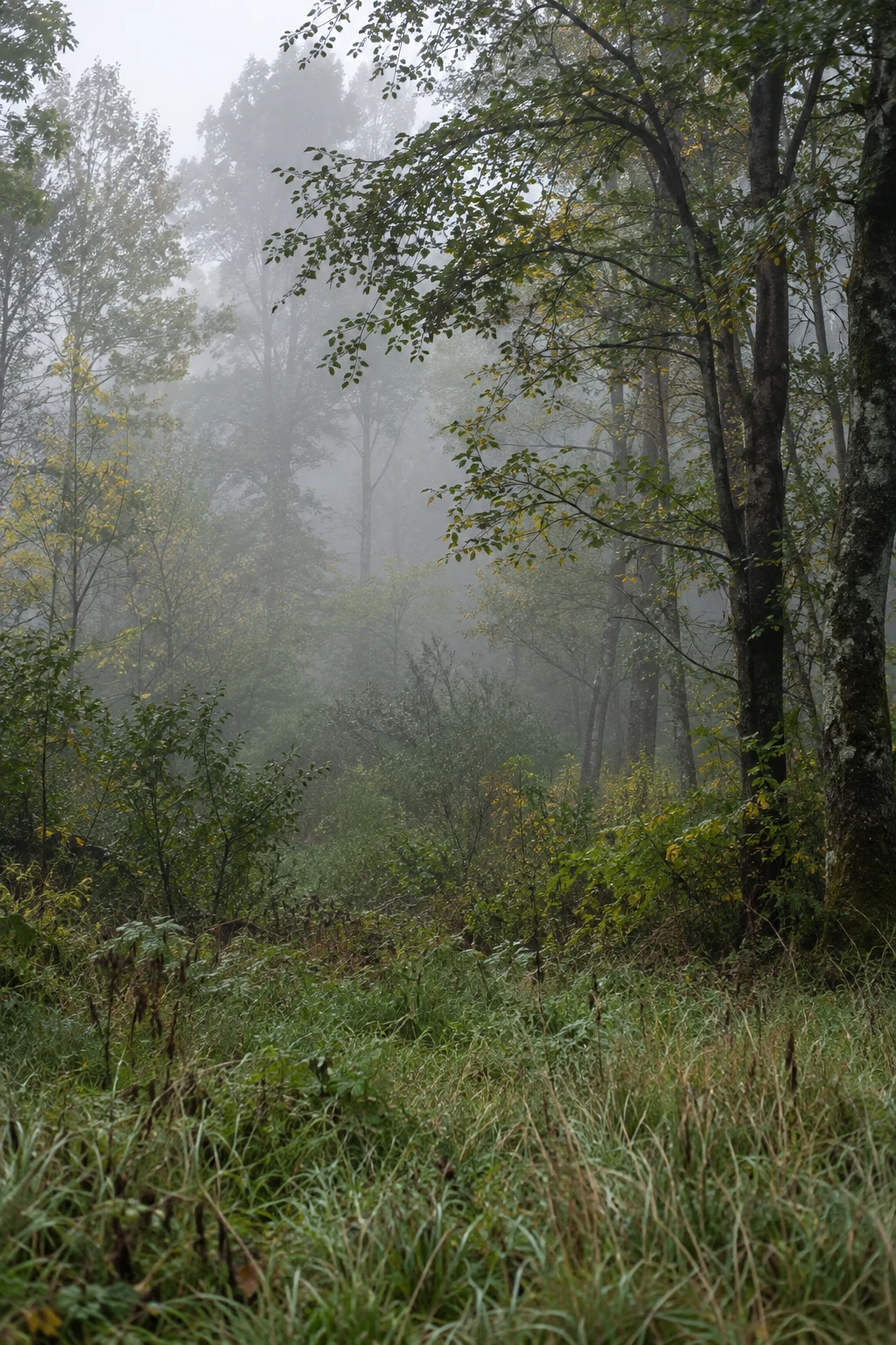Damp grassy edge before mixed deciduous trees in mist, with dark trunks on the right.