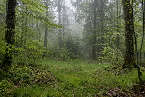 Small unmanicured grassy woodland clearing surrounded by leafy trees and conifers.