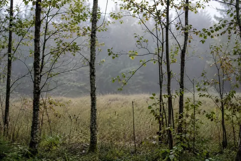 Unequal slender sapling trunks with sparse leaves at the edge of a misty grassy field.