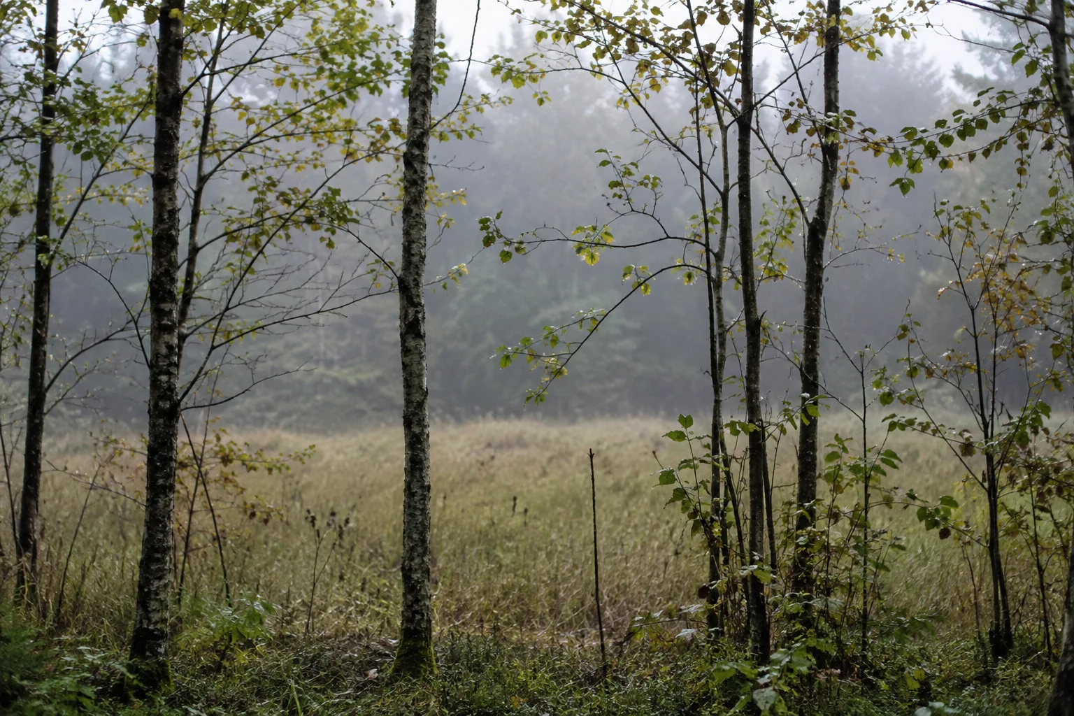 Unequal slender sapling trunks with sparse leaves at the edge of a misty grassy field.