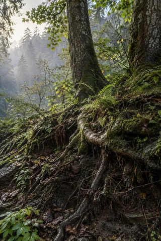 Exposed connected tree roots on a mossy earthen bank below two woodland trunks.