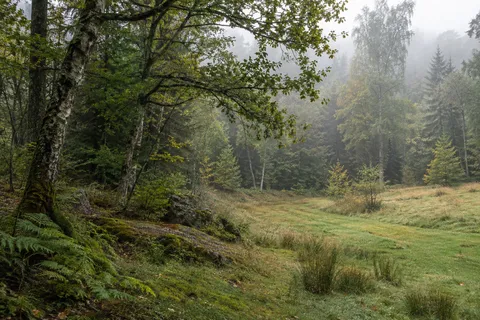 Curving grassy clearing beside mossy woodland stones, a leaning tree and mixed distant trees.