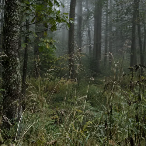 Pale fine grass stems and seed heads against darker misty woodland trunks.