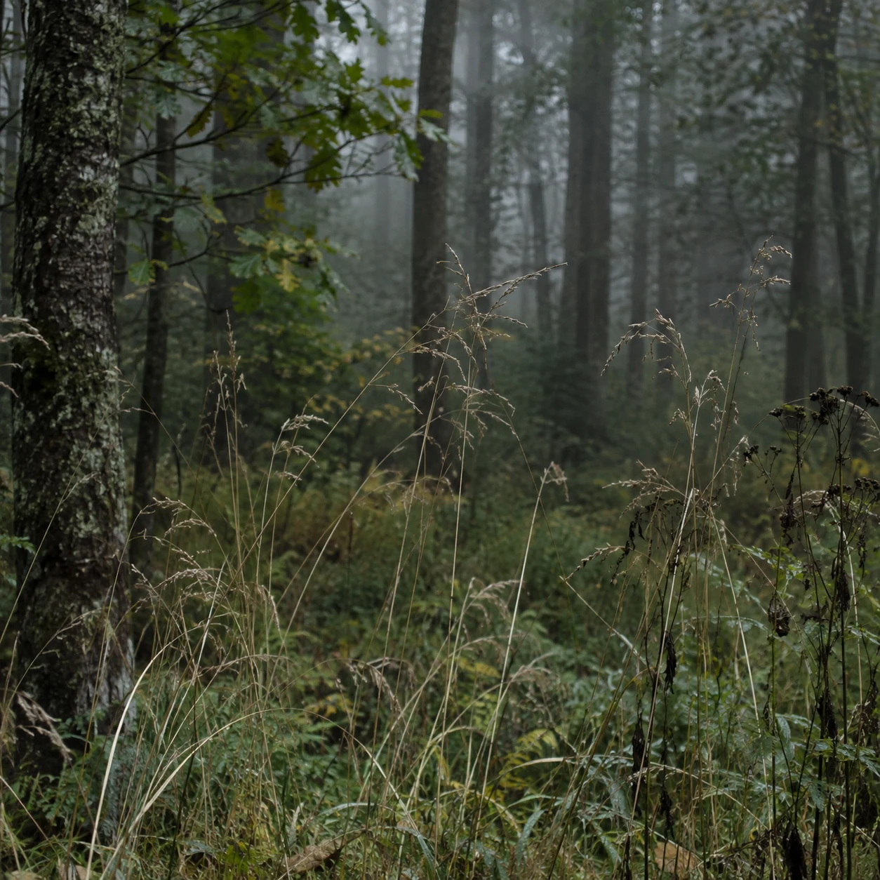 Pale fine grass stems and seed heads against darker misty woodland trunks.