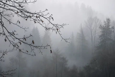 Fine bare branches with a few brown leaves in front of pale fog and faint winter trees.