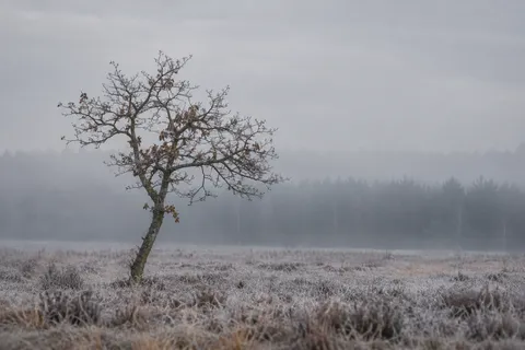 Small crooked winter tree with sparse brown leaves in frosty grass before a misty treeline.