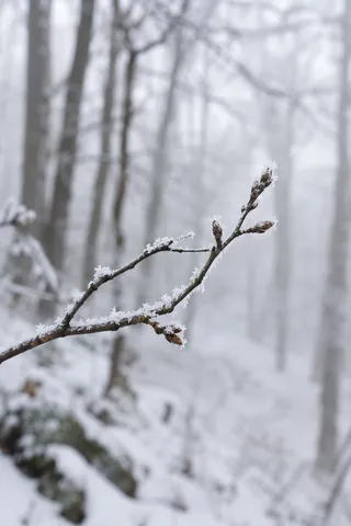 Frost-edged twig with brown buds against a softly blurred snowy woodland.