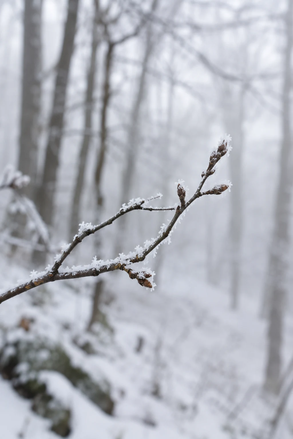 Frost-edged twig with brown buds against a softly blurred snowy woodland.